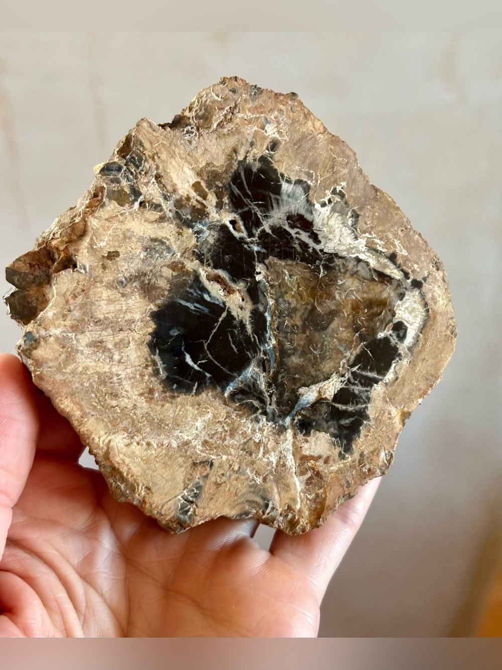 🌲 Petrified Wood Slab – Natural Fossilized Tree Slice – Polished Face 🌎